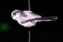 longtail tit